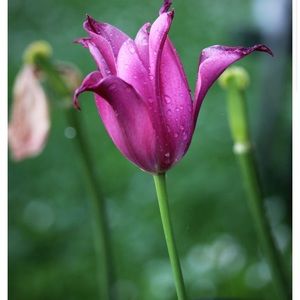 Meet your Posher, Anne marie